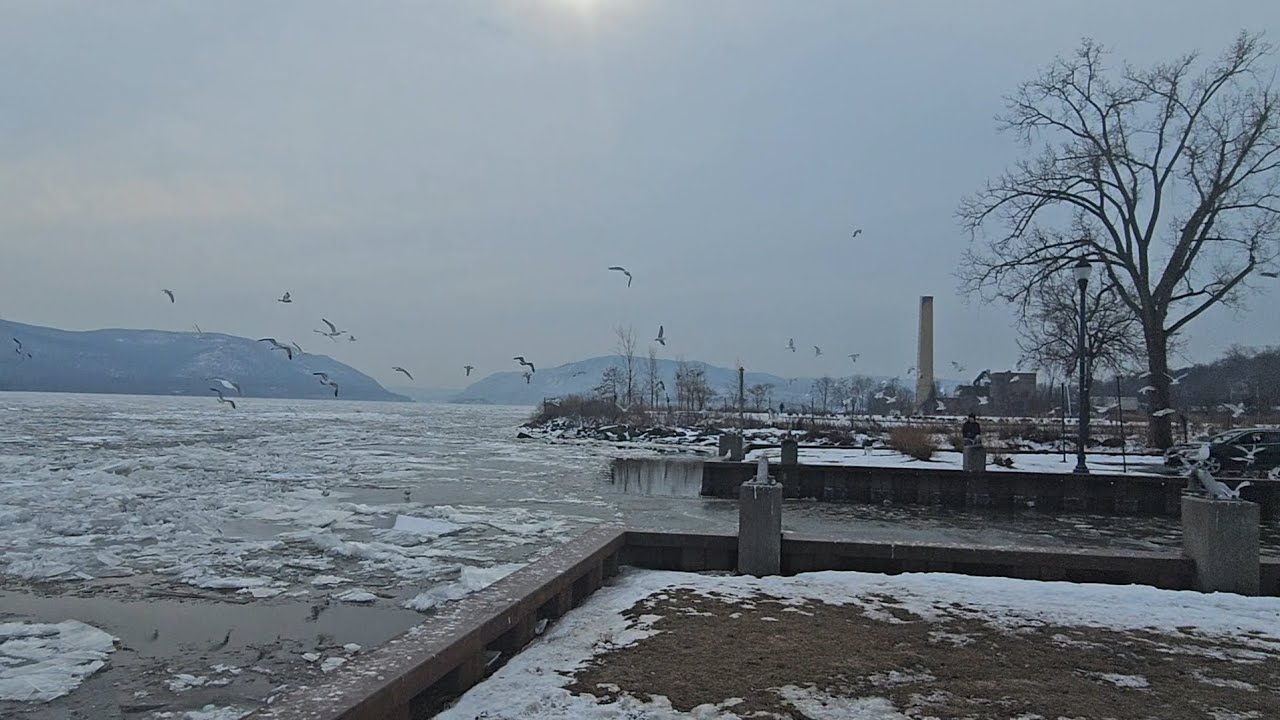 Lots of birds at the Newburgh NY waterfront ~ Not a quiet video 🦆