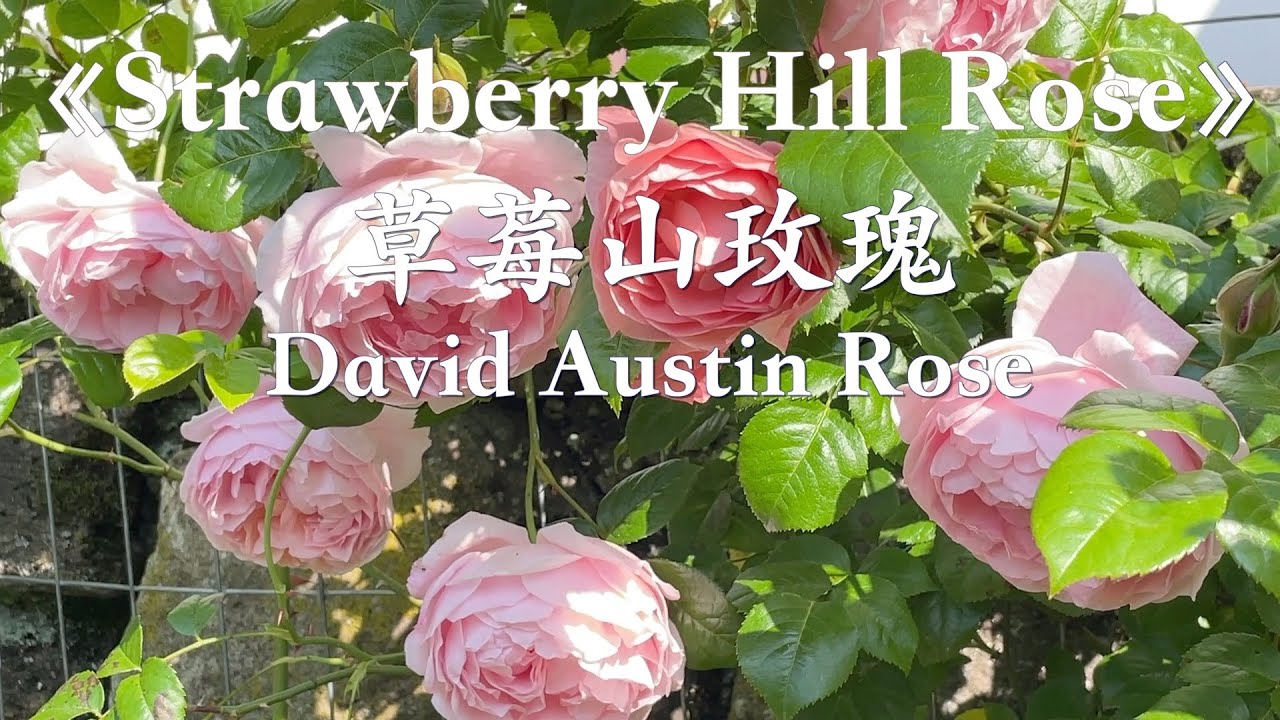 97 Two Year Old 《Strawberry Hill Rose》is blooming now ｜《草莓山玫瑰》又开花啦 (Zone 6)