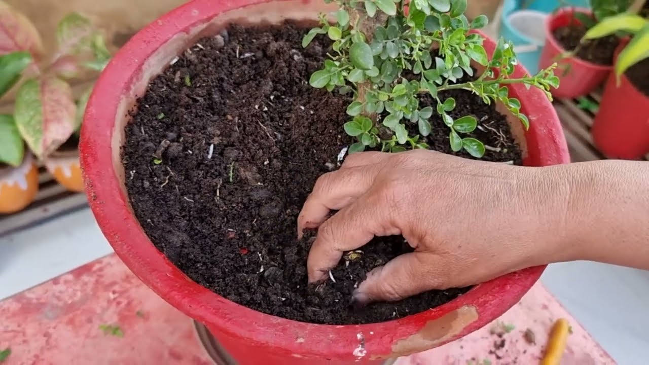 मधुकामिनी के बारे में पूरी जानकारी।।How to Grow and Care Mini Madhu Kamini Plant || Fun Gardening
