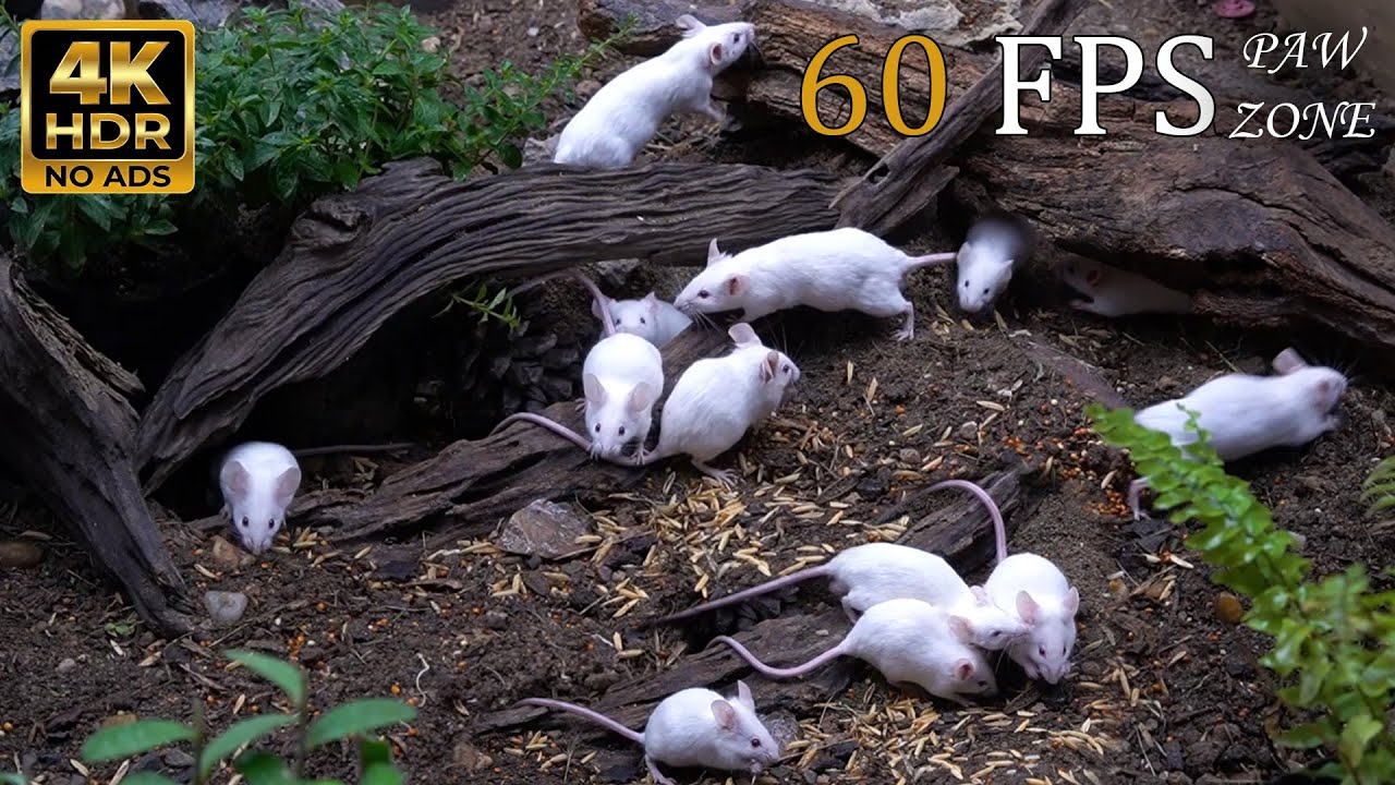 Volcanic Feast: White Mice & Hamsters on Dark Sand 🌑🧀 CAT TV NO ADS