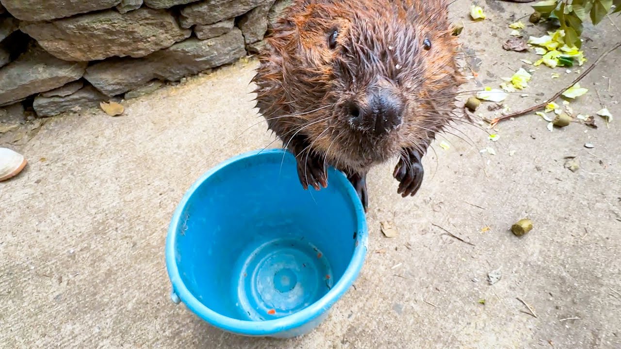 他の動物に美味しいエサを取られ、飼育員に訴えかけてくるビーバー