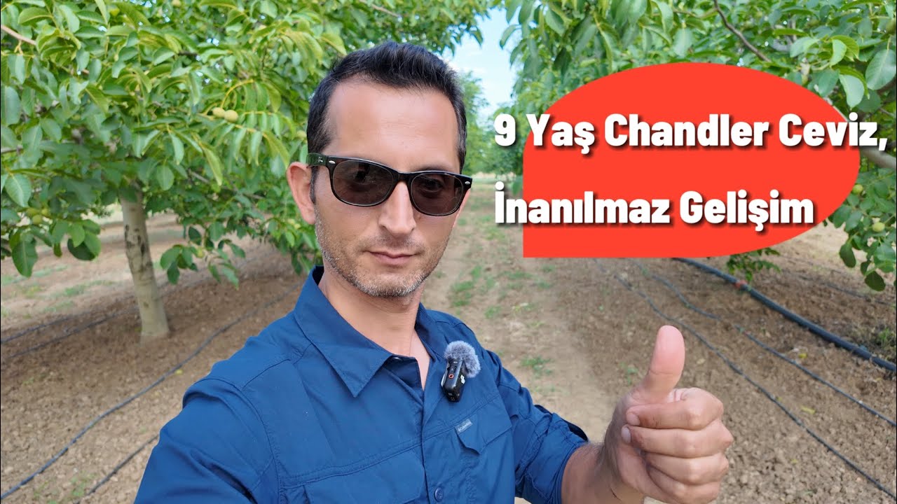 Chandler Cevizde, İnanılmaz Gelişim  #ceviz #cevizağacı #chandler #tarım #walnut #walnuttree