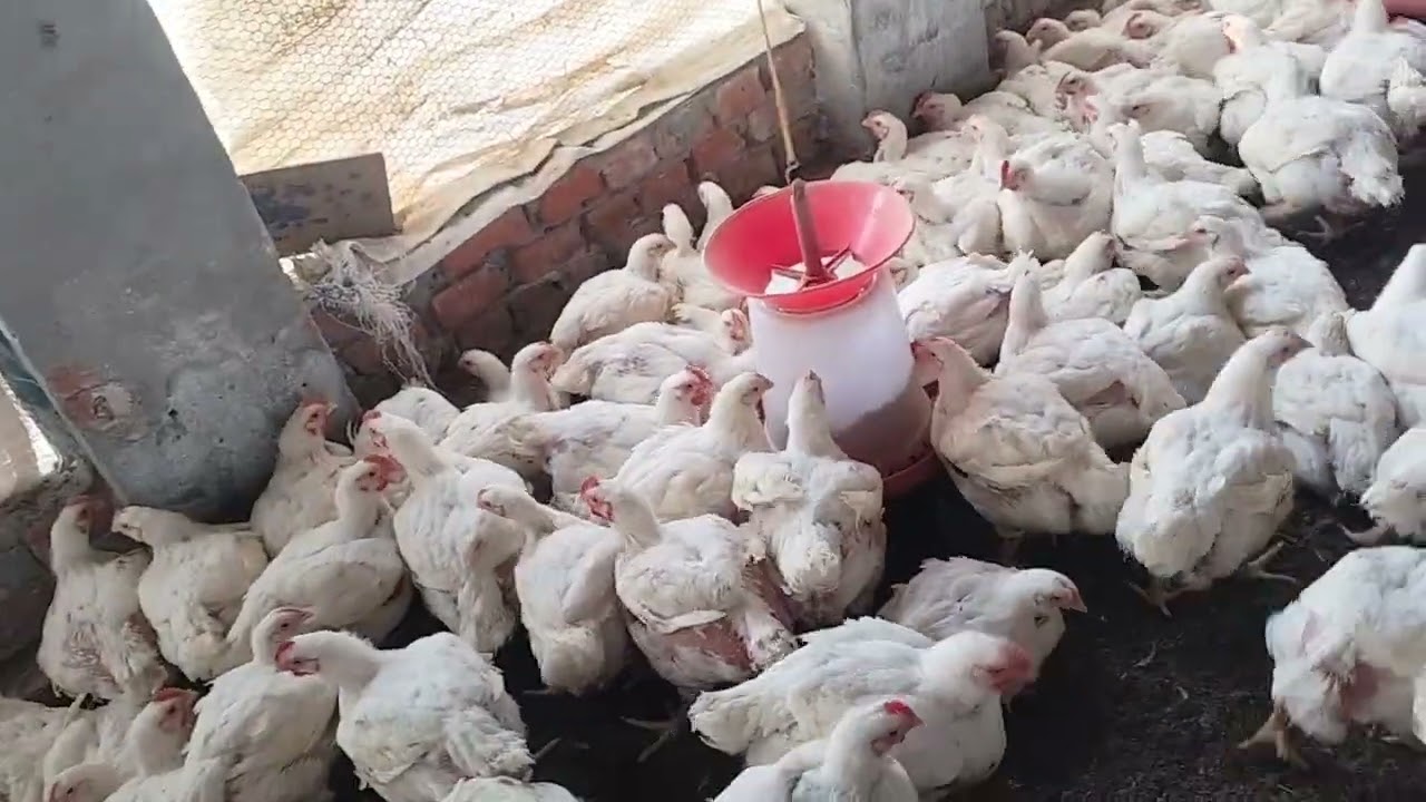 3100 ग्राम 40 दिन में फिर भी कंपनी नहीं कर रही सेल । देखे क्या है कारण ।