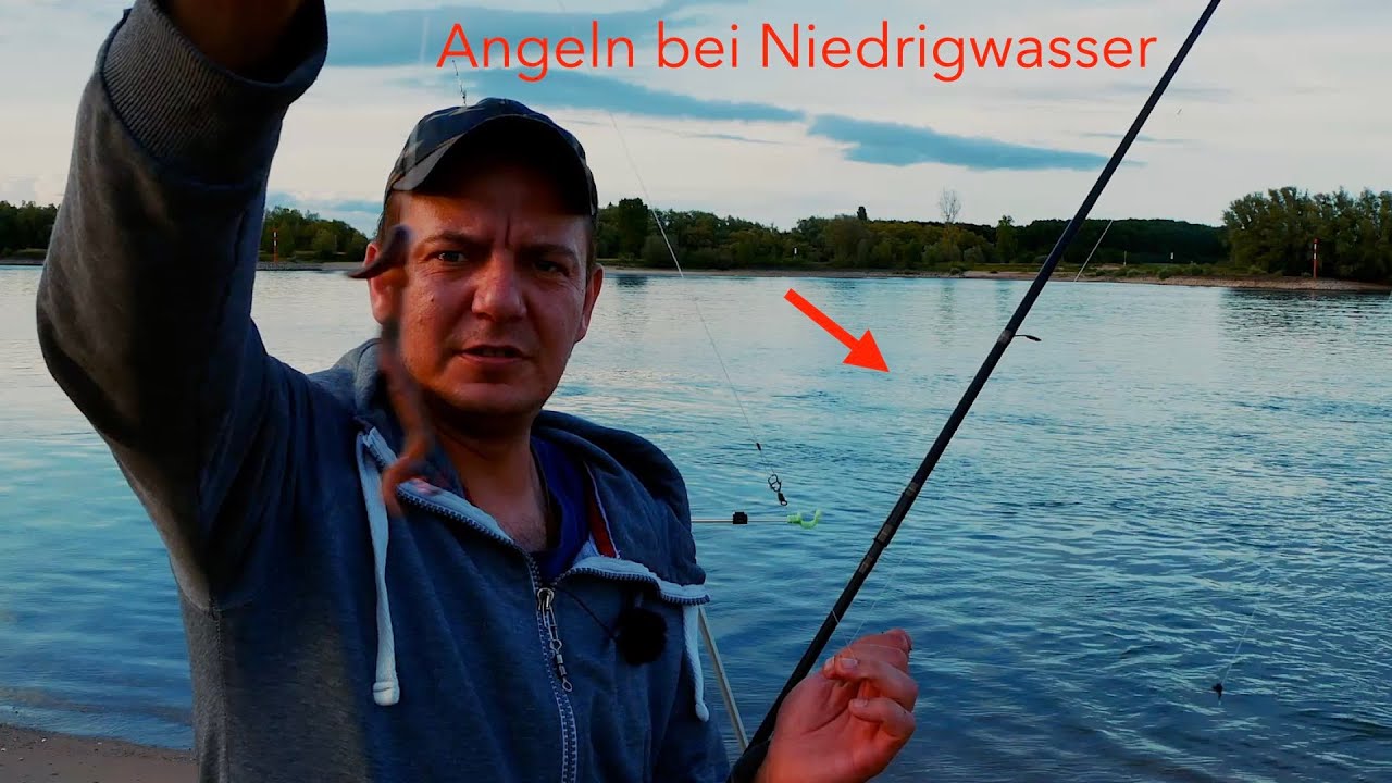 Angeln bei Niedrigwasser , am Rhein auf #Aal #fishing