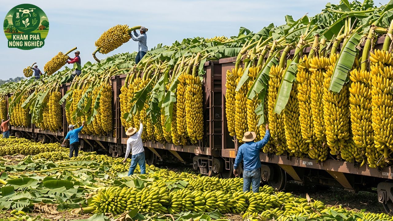 Mùa Thu Hoạch 2025 – Hàng Triệu Tấn Trái Cây Và Rau Quả Được Thu Hoạch Bằng Máy Móc Hiện Đại!
