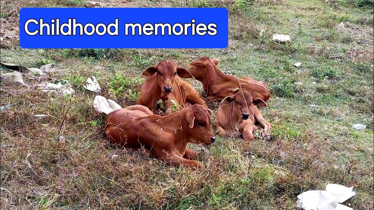 AFTERNOON AND CHILDHOOD 
