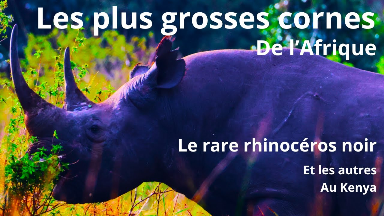 Les cornes de l'Afrique