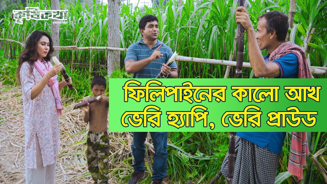 ফিলিপাইনের কালো আখ এখন চাষ হচ্ছে বাংলাদেশে।ফিলিপাইন আখ।Philippine sugarcane।কৃষিকথা