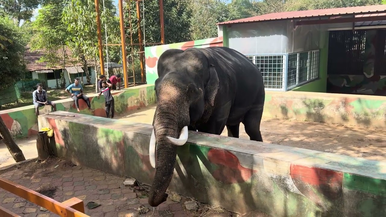 Jan 2025   Elephant Sanctuary   22