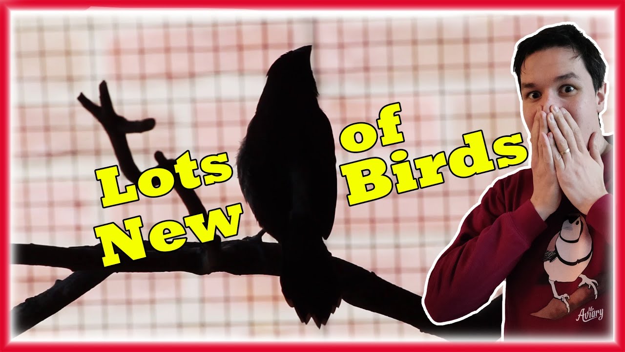 I BOUGHT a Lot of New BIRDS!!!, A New FINCH Species