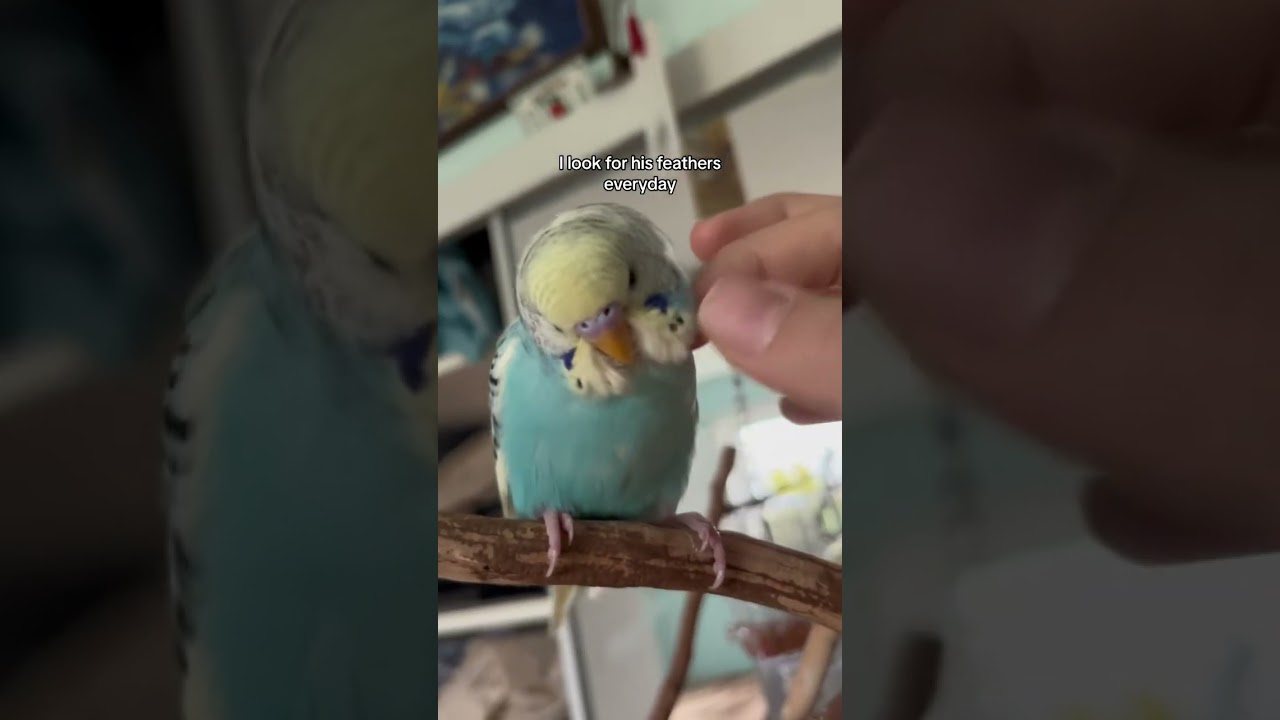 Baby moult 💔 #parakeet #pets #budgie #muhabbetkuşu #adorable #parrot #parrots #fyp