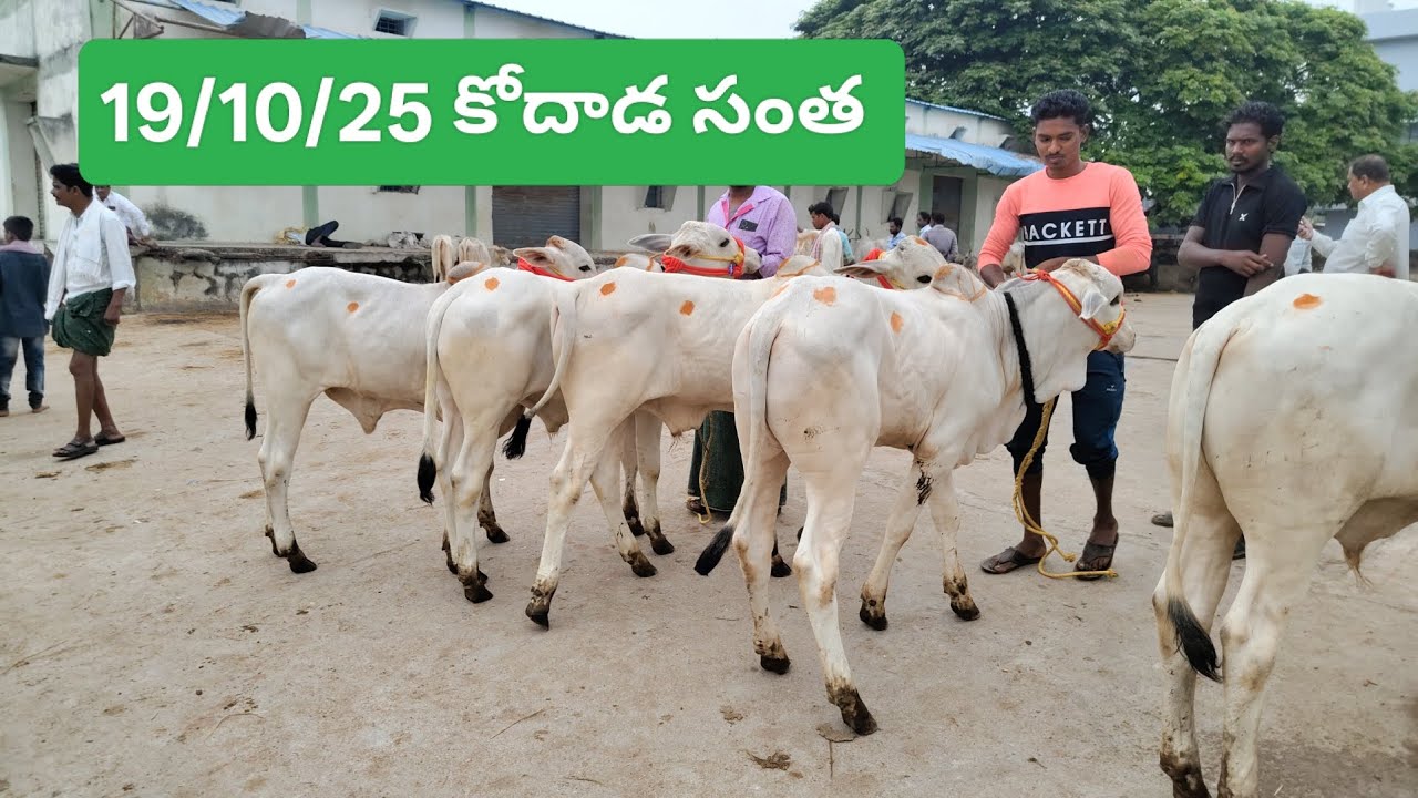 19/10/25 India's largest online bulls Market in kodada # top quality ongole bulls Market in kodada 