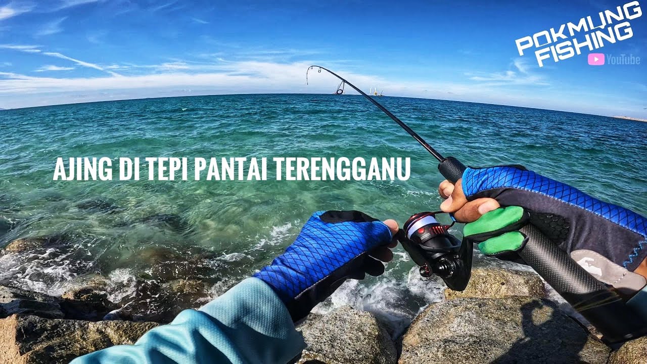 Teknik Ajing Lebih Senang Strike Ikan Pelagic