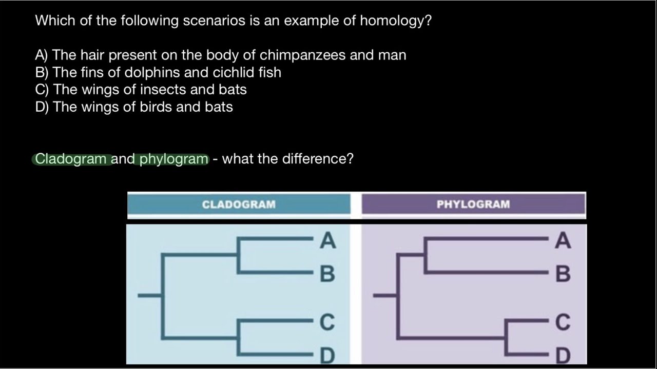 Homology vs Homoplasy | Cladogram vs. Phylogram