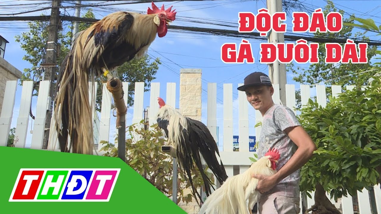 Độc đáo Gà đuôi dài Nhật Bản | Kỳ thú sinh vật cảnh | THDT