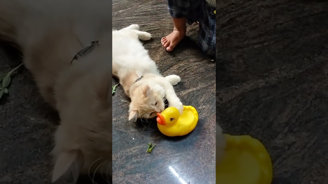 #vlog#మా పాప చూడండి cat 🐱 తో ఎలా ఆడుకుంటుంది../purssian cat#playing#janu's world