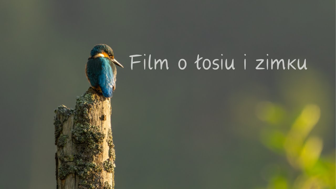 Film o Łosiu i Zimorodku // fotografia przyrodnicza // sony a1 // sony 200-600 // przyroda polska //