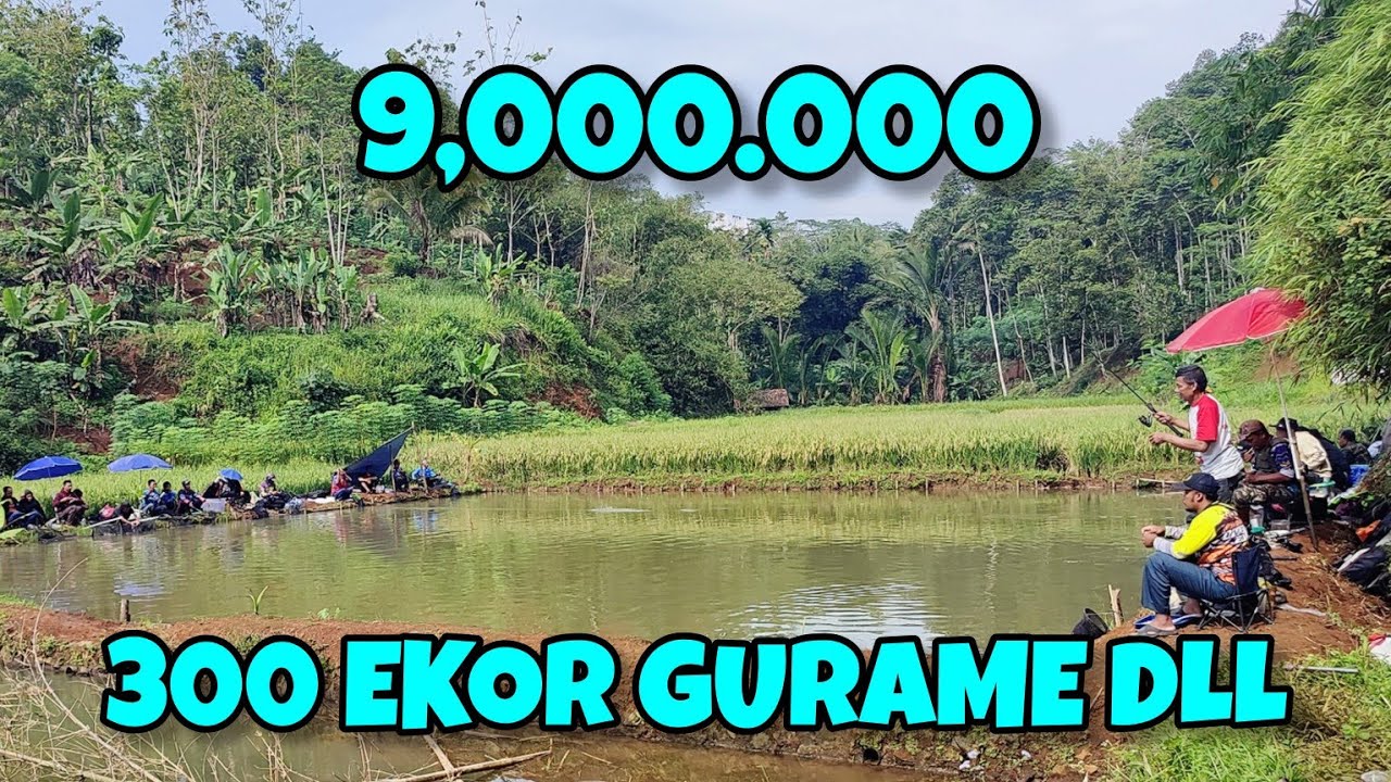 300 EKOR GURAME‼️PATIN NILA & IKAN MAS DI BORONG MANCING 9 JUTA