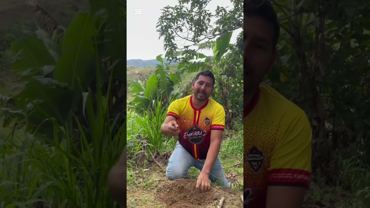 Forma correcta de sembrar yuca #viralvideo  #shortvideo  #shorts 