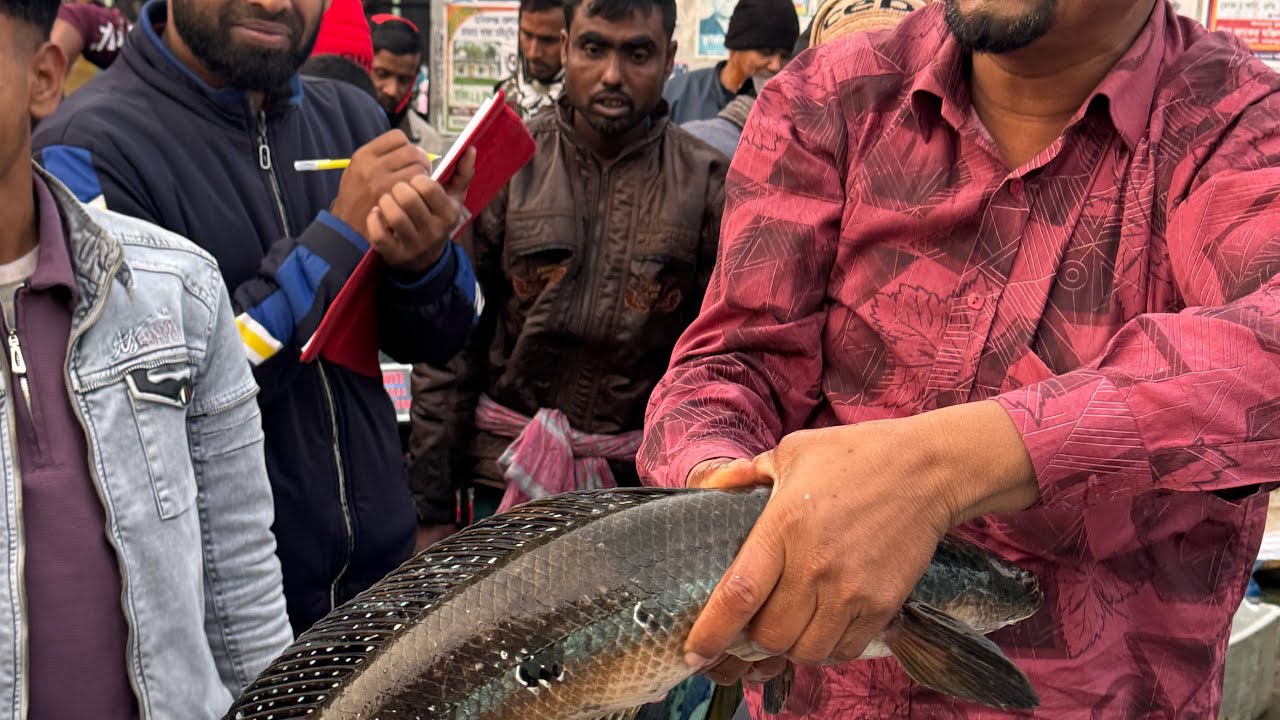 পদ্মা নদীর সকল প্রকারের মাছ কিনতে আমাদের সাথে যোগাযোগ করুন..01748147474