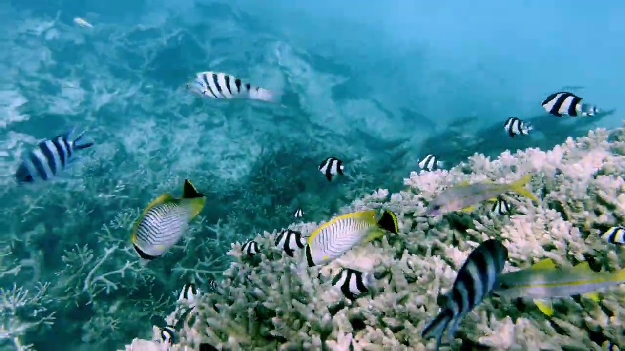Mauritius  Mahebourg - SNORKELING AT BLUE BAY  - Marine Park Help this channel with with a donations
