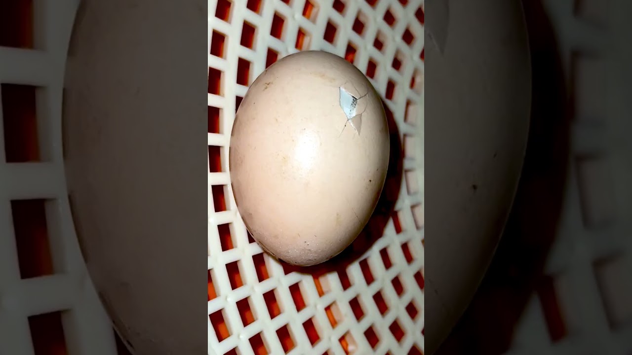 Silkie Chicken Egg about to Hatch! Pip EggShell Chick Chirping