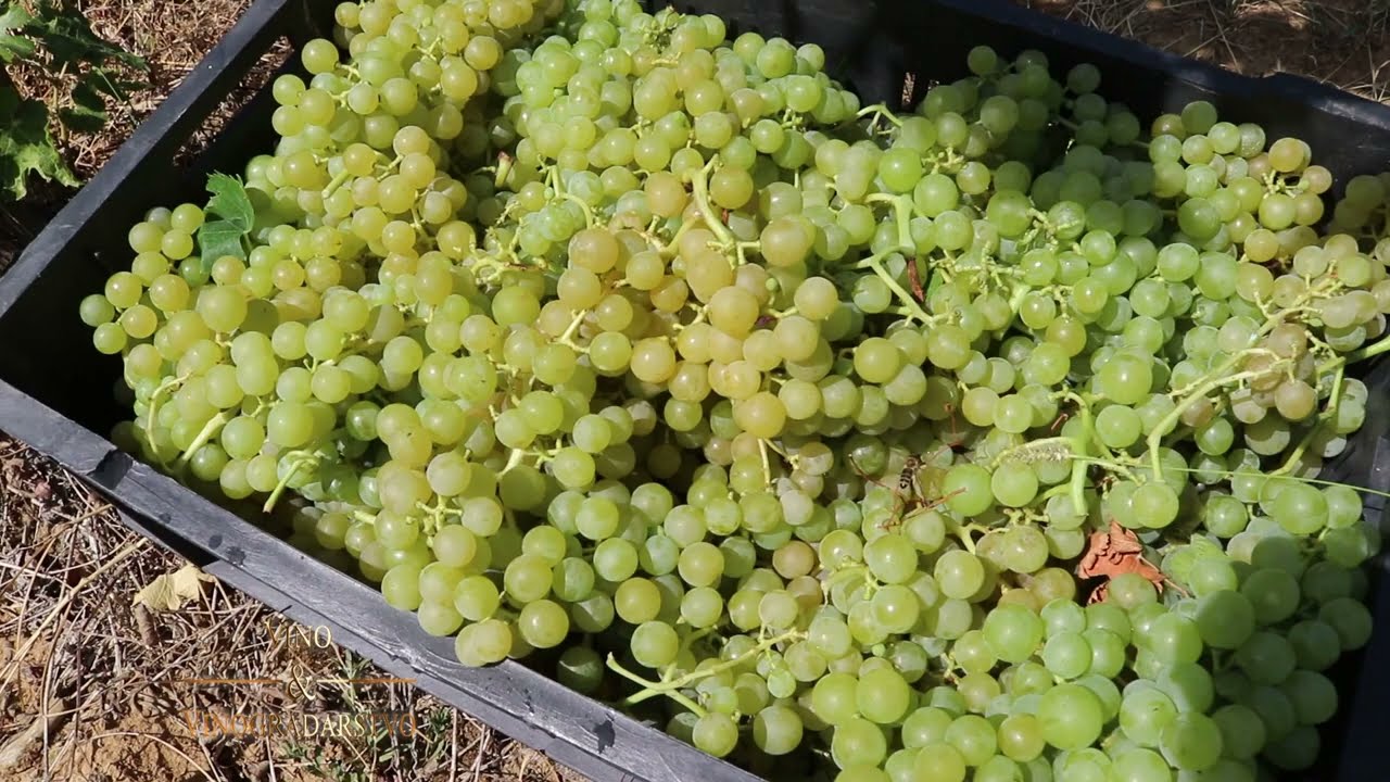 Tamjanika Dualismo - Vinarija Marko