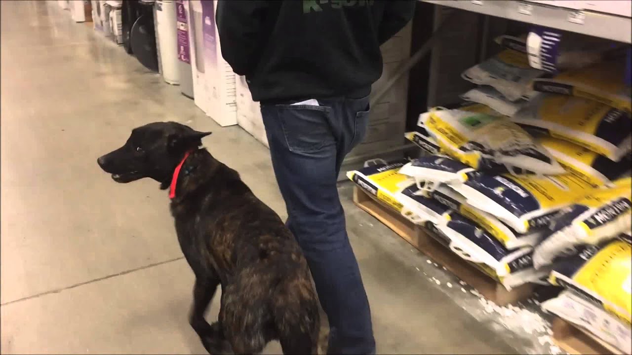 1Yr. Old Malinois Dutch Shepherd Crimson's Amazing Training: Cincinnati Dog Trainers Off Leash K9