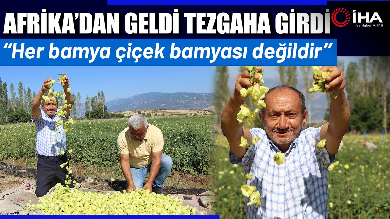 Amasya’nın Tescilli Bamyasına Afrika’dan Rakip Çıktı