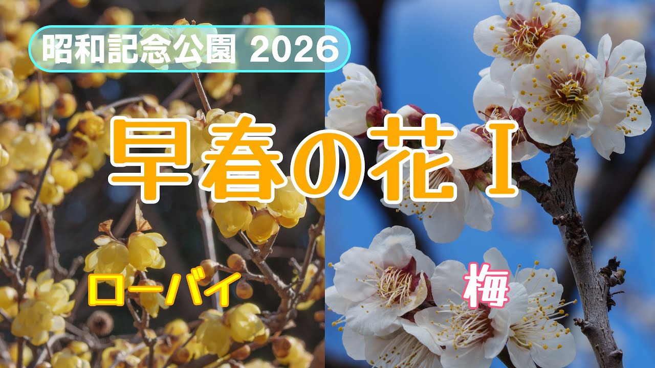 2026 昭和記念公園 早春の花Ⅰ