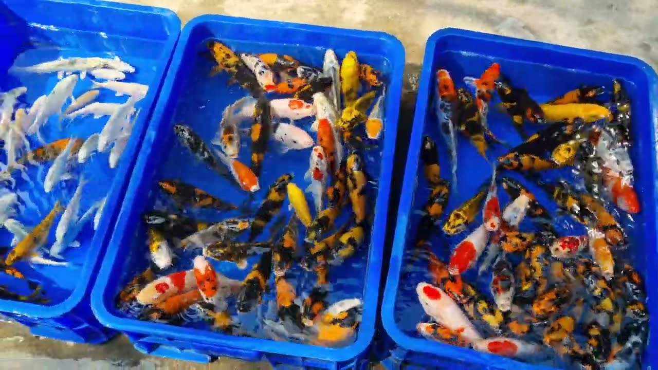 Koi Nhật Ki Hi Utsuri, Combo cá koi mini