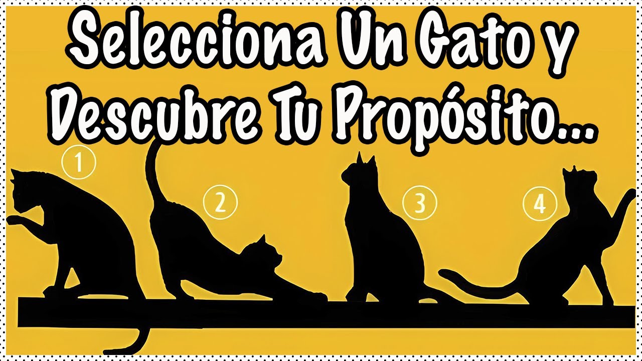 ELIJE EL GATO Y ENCUENTRA UNA SORPRESA! - SiamCatChannel