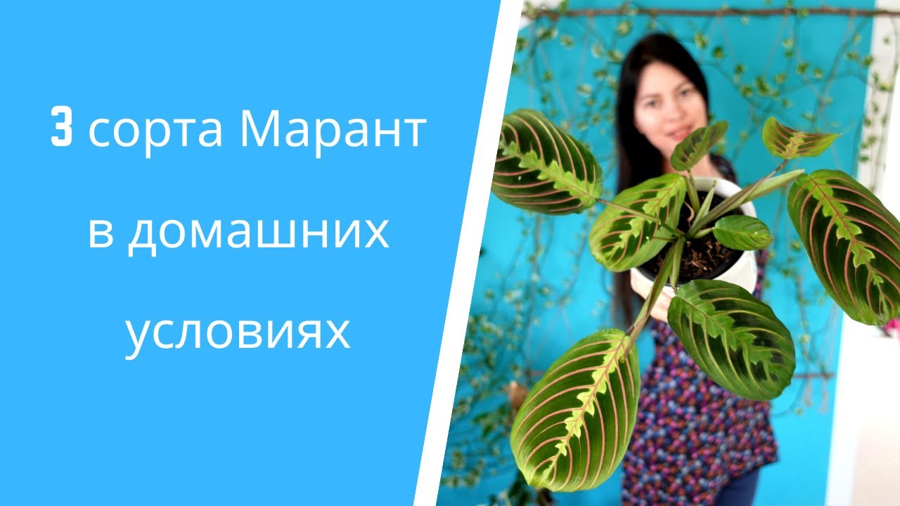 Маранта: сорта, уход в домашних условиях и таймлапс 