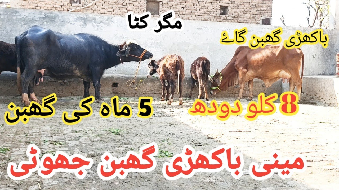 پیور نیلی کی مینی جھوٹی 5 ماہ کی گھبن مگر کٹا sale(03095071591) in Pakistan on YouTube 6/2/2025