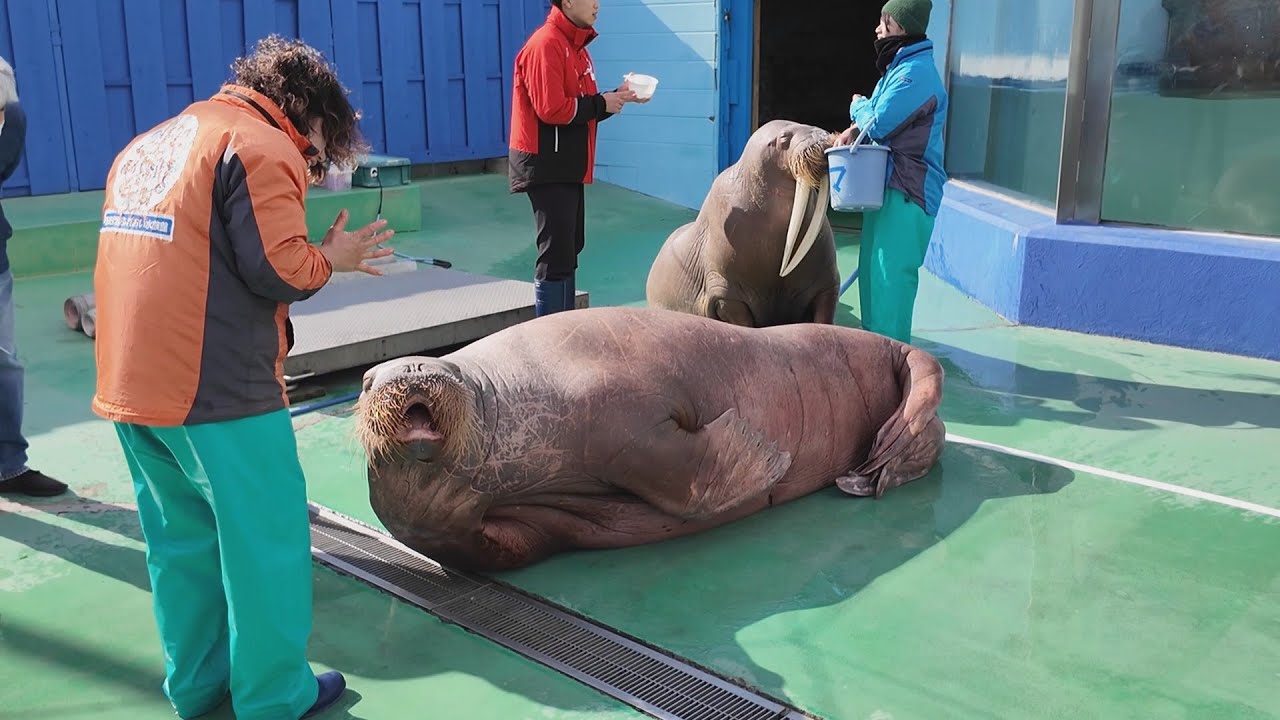 セイウチお食事タイム伊勢シーパラダイス