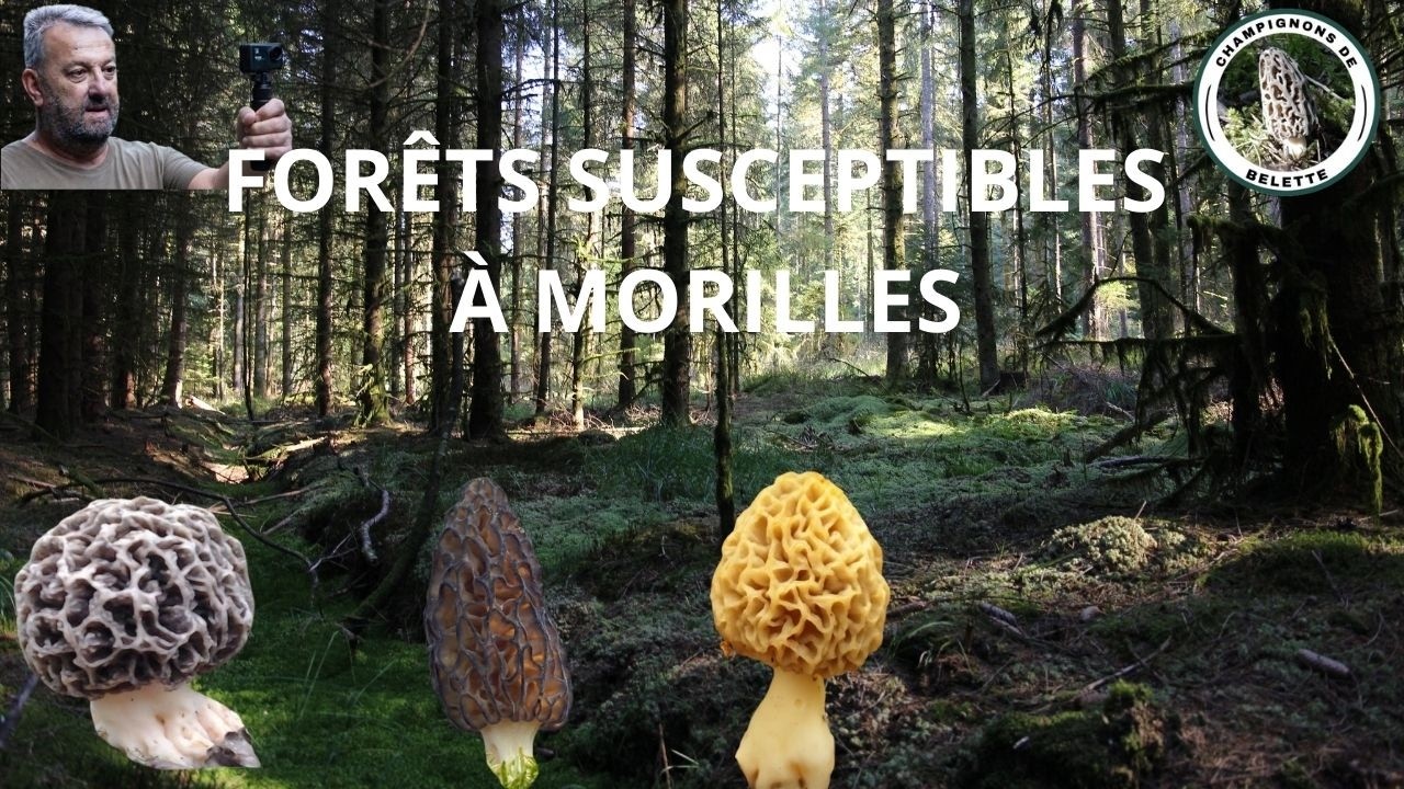 𝗣𝗥𝗢𝗦𝗣𝗘𝗖𝗧𝗜𝗢𝗡 𝗙𝗢𝗥Ê𝗧𝗦 𝗦𝗨𝗦𝗖𝗘𝗣𝗧𝗜𝗕𝗟𝗘𝗦 À 𝗠𝗢𝗥𝗜𝗟𝗟𝗘𝗦 🌲🍄🌳#foret #mushroom #champignons #fungi #nature