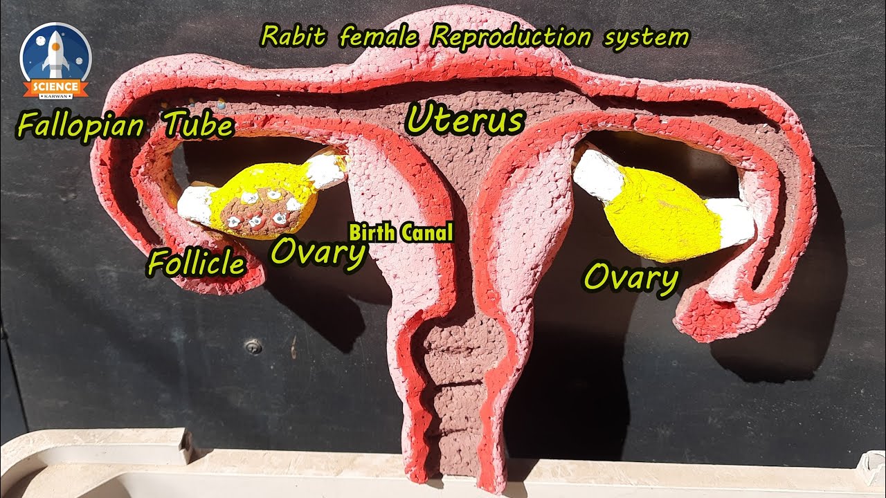 DIY Biology female reproductive system // craft female reproductive system //Science karwan