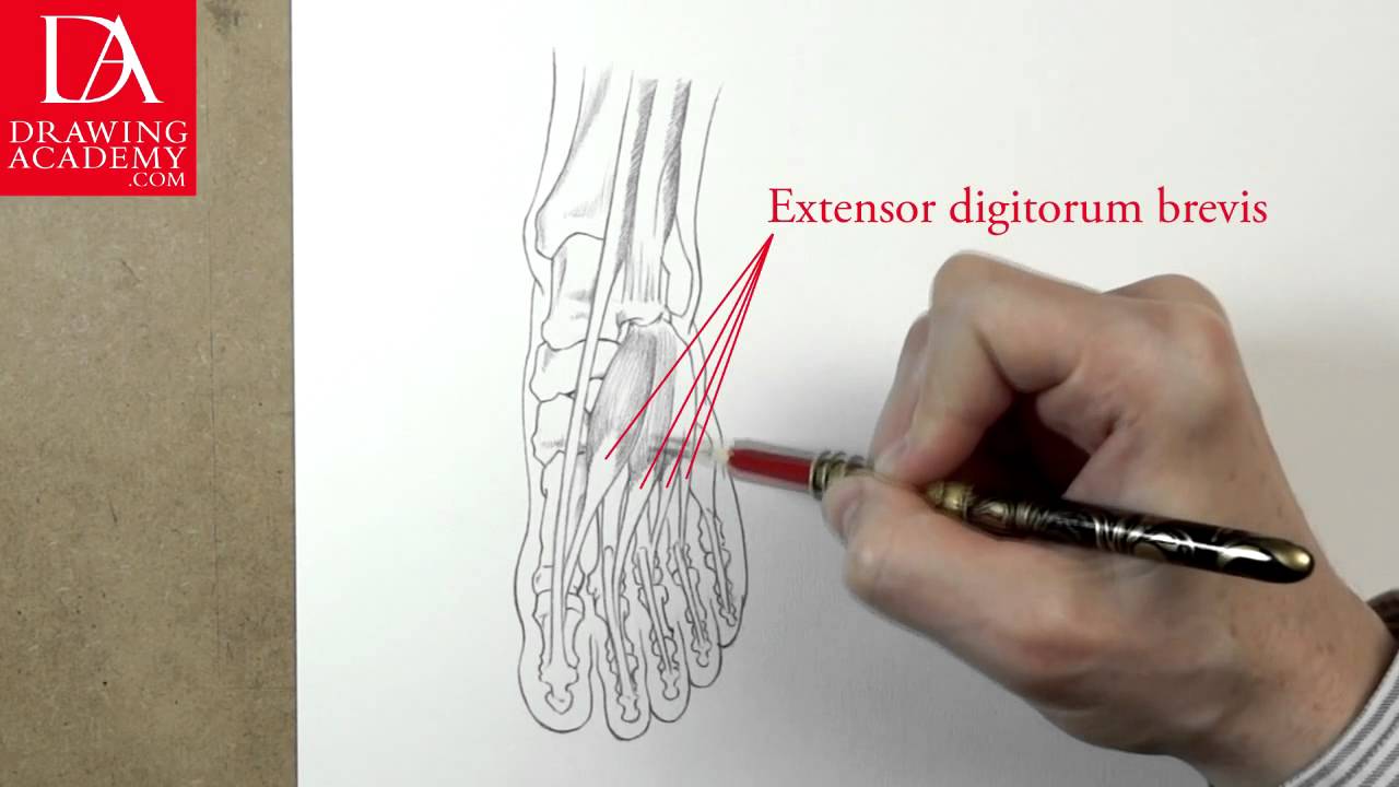 Muscles of a Foot presented by Drawing Academy .com 31-5