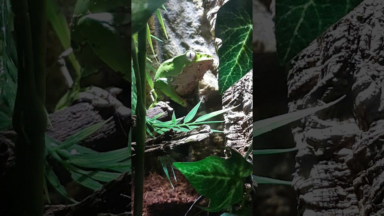 Phyllomedusa Bicolor riesen maki frosch giant waxy kambo