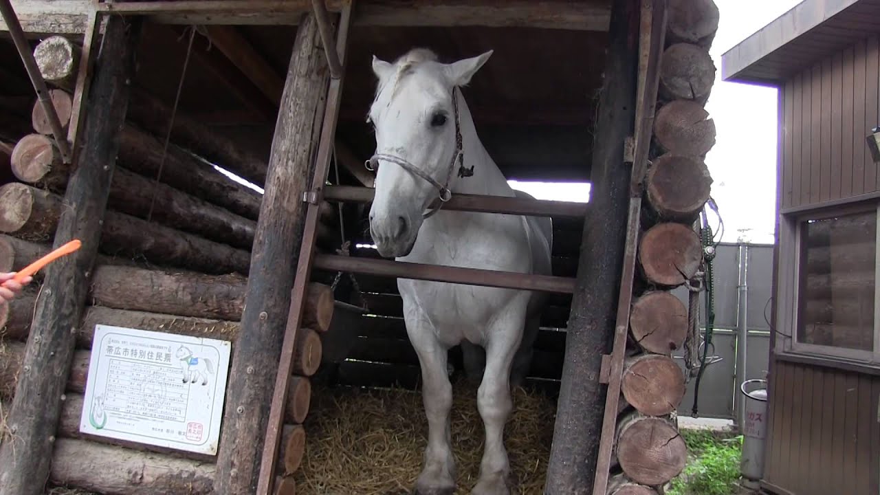 帯広競馬場 ふれあい動物園 （リッキーとミルキー）