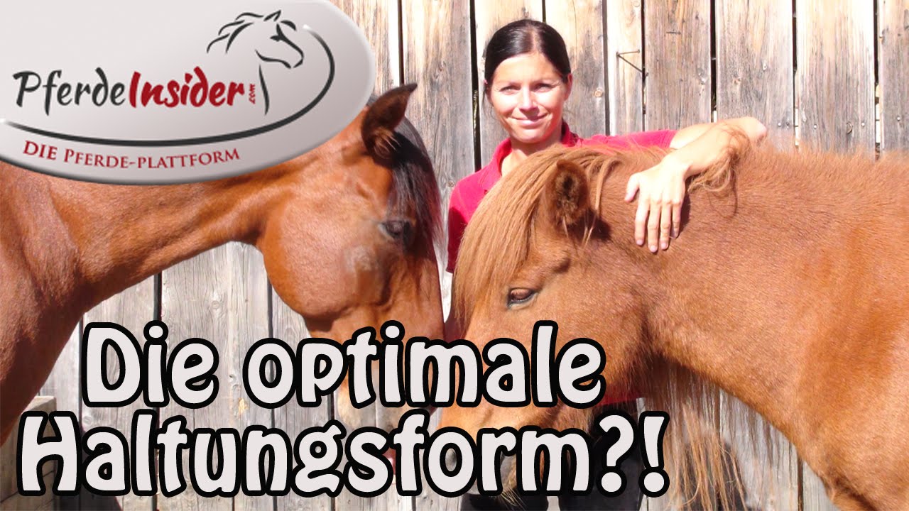Die optimale Pferdehaltung - eine schwierige Frage