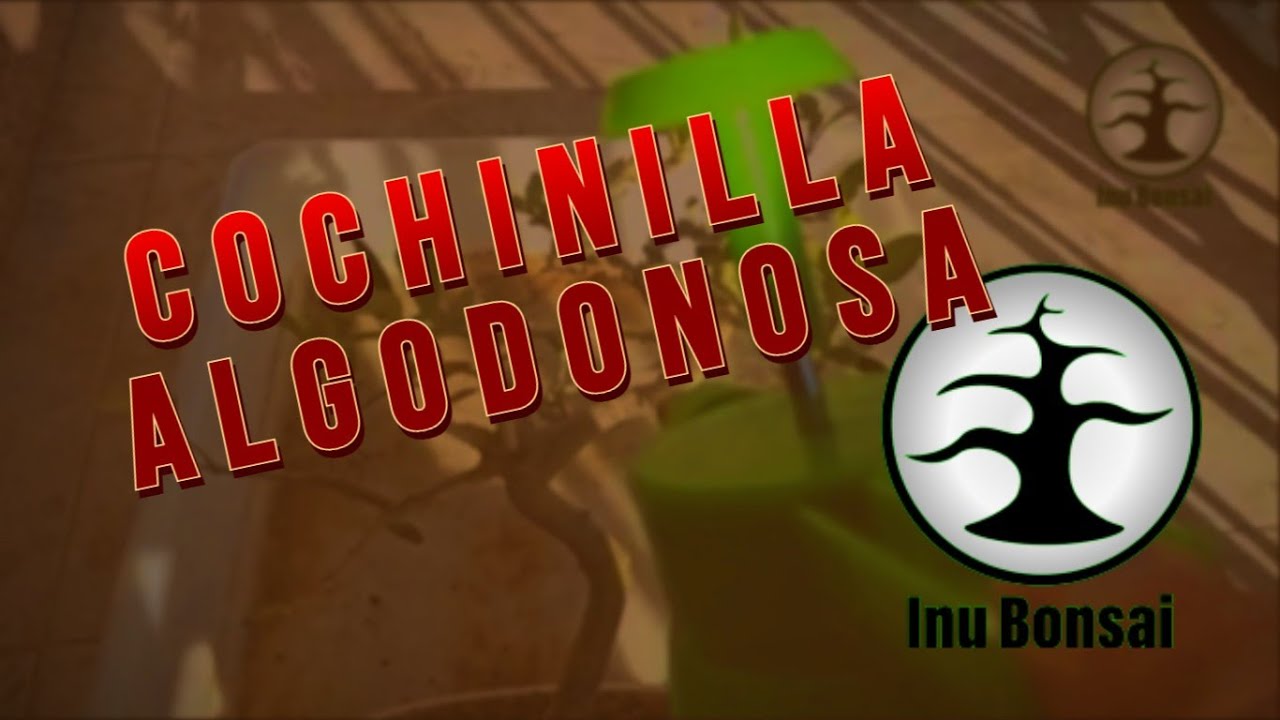 Tratamiento COCHINILLA Algodonosa - Olivo BONSAI