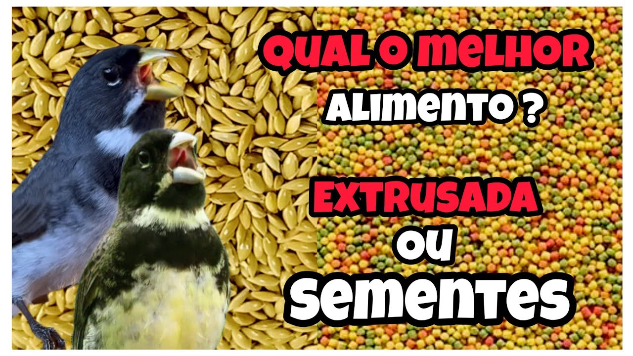 QUAL dos ALIMENTOS é o MELHOR para COLEIRO: SEMENTES ou Extrusada