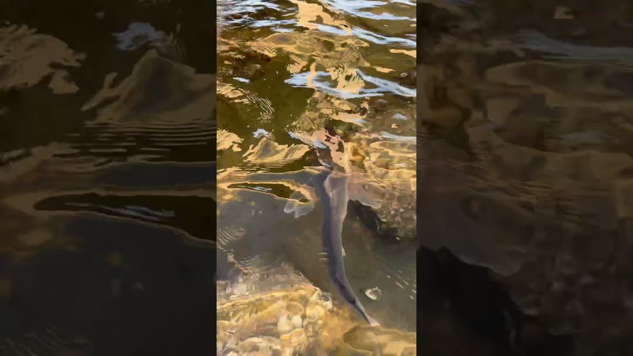 Sharks always sharks. 