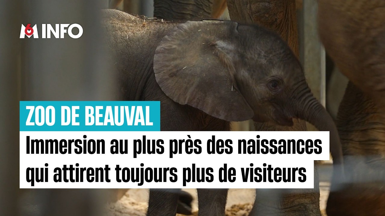 Les naissances attirent les visiteurs au Zoo de Beauval
