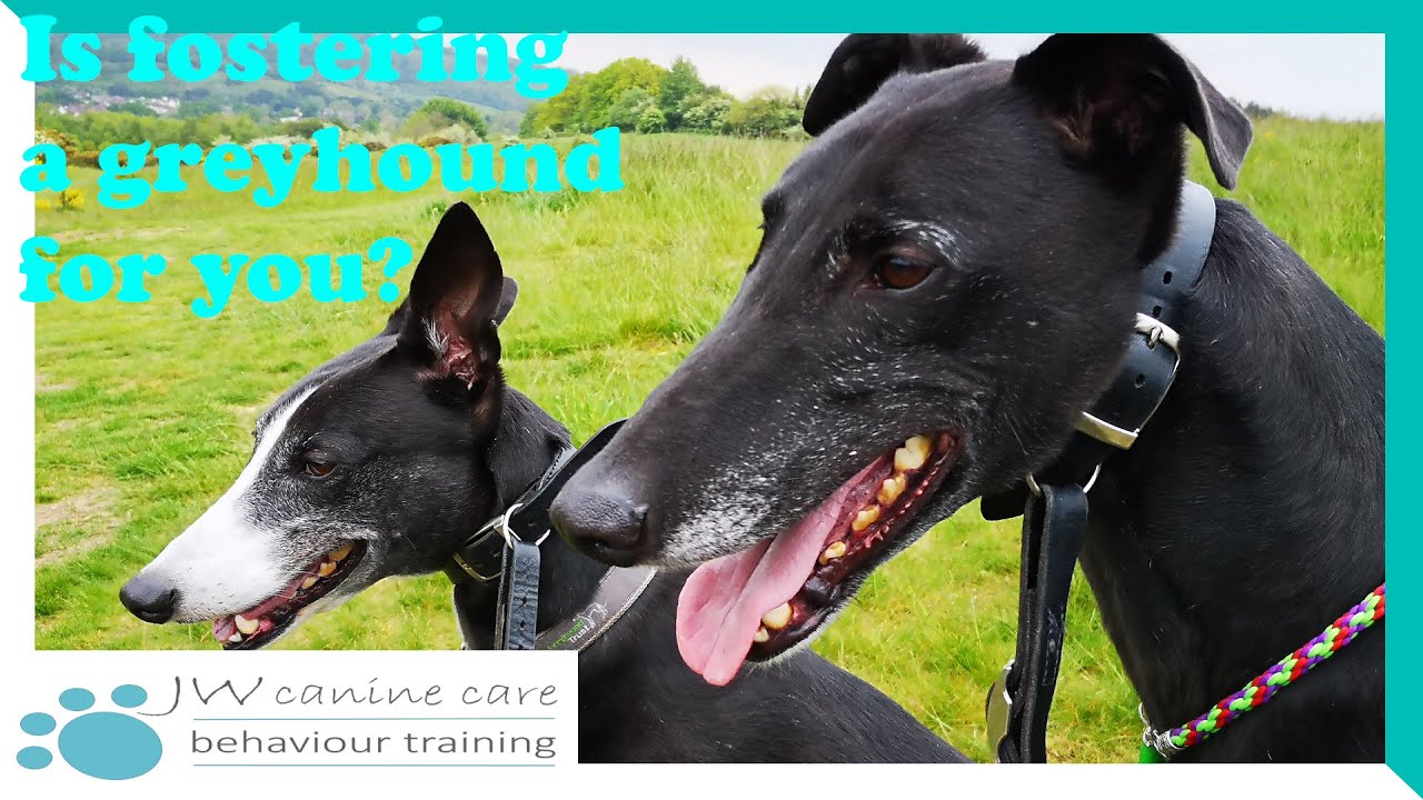 Thinking about fostering a greyhound?