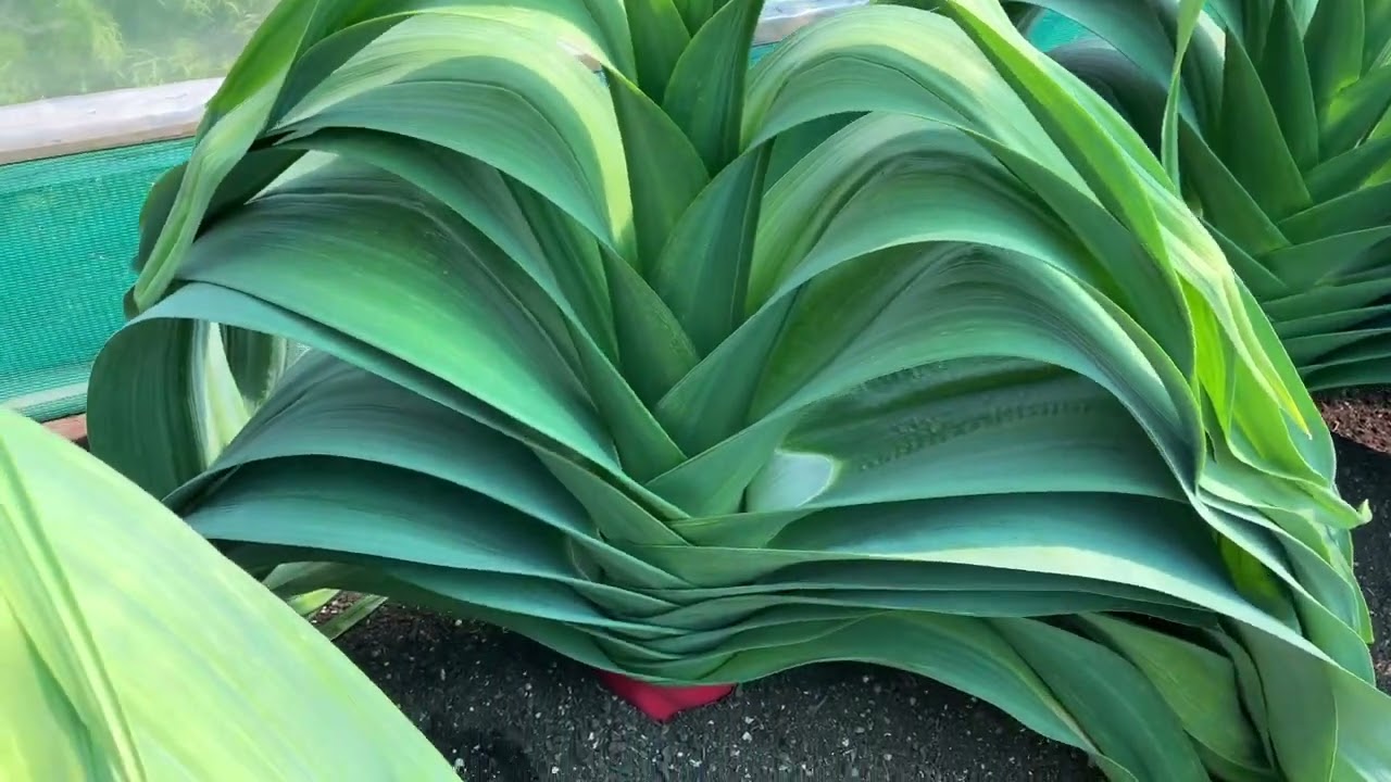 The beautiful leeks belonging to Billy Rumney.