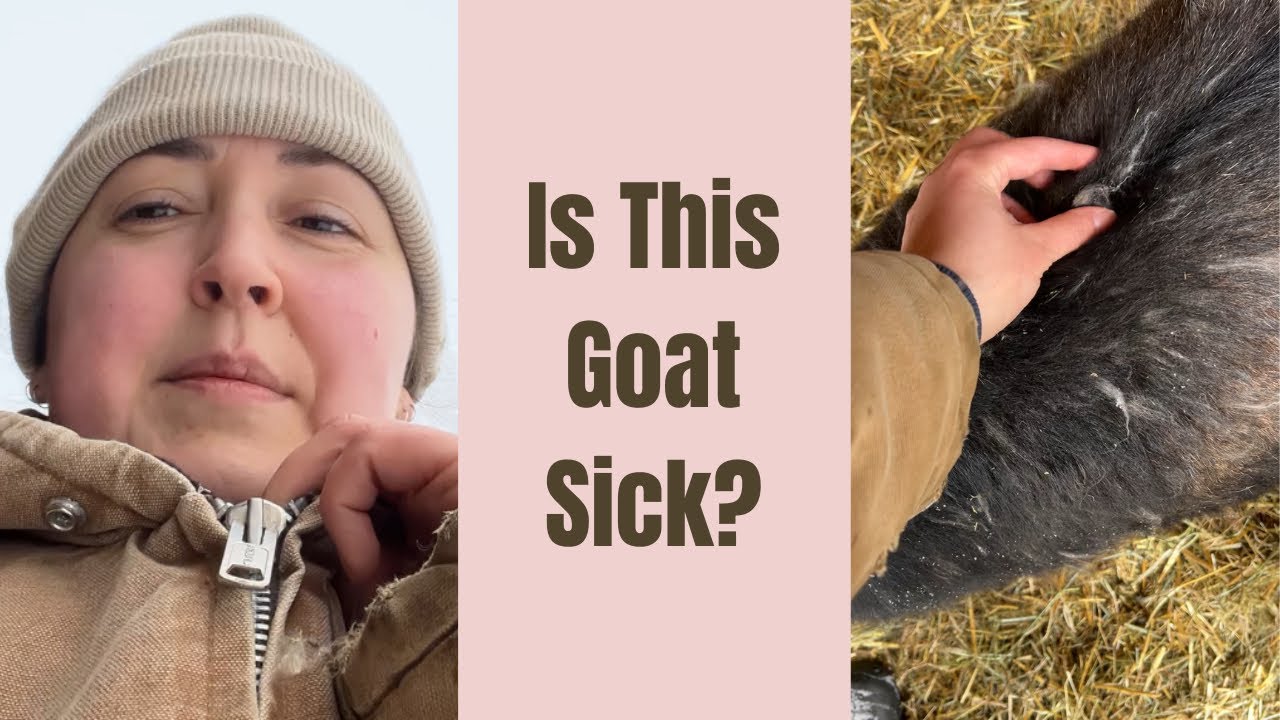 Goat Coat Cashmere Comparison Between Different Goats