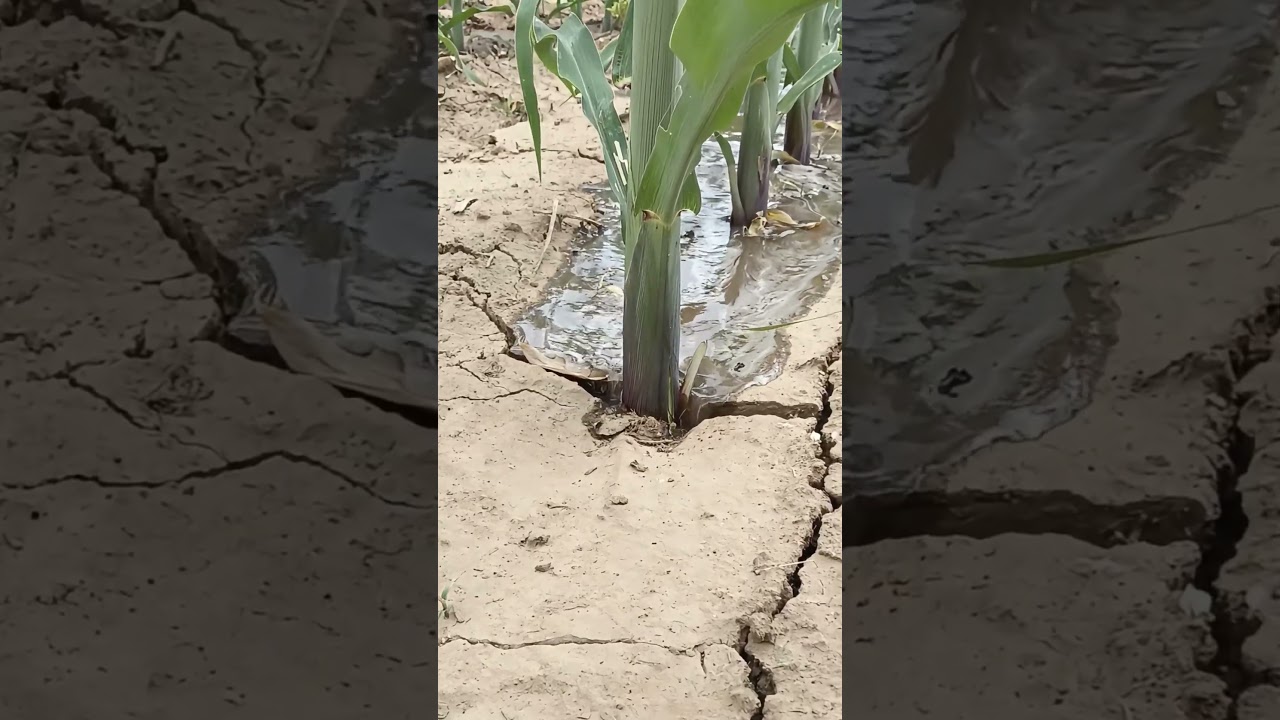 Water Wasted in Cracks : Irrigation Efficiency Loss in Drought Corn Fields