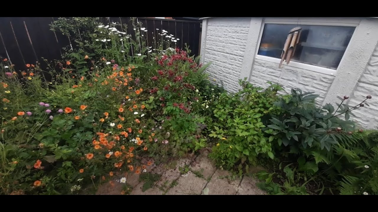 Splitting a Geum - how to bulk up your borders for free!